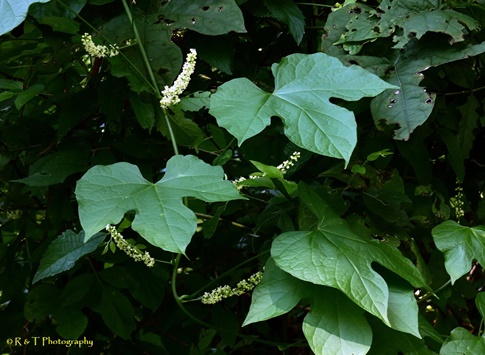 {Calycocarpum lyonii}